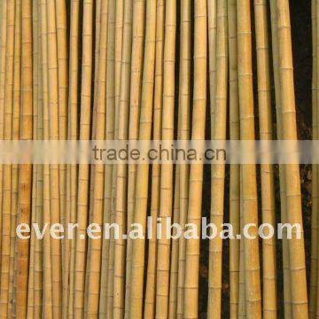 bamboo cane