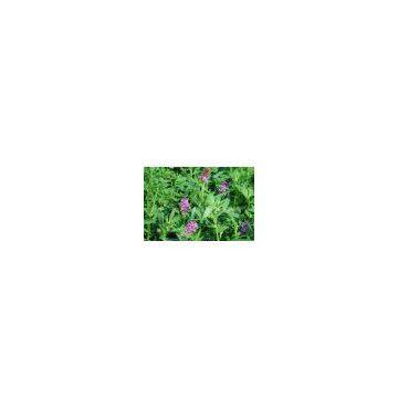 Alfalfa Extract