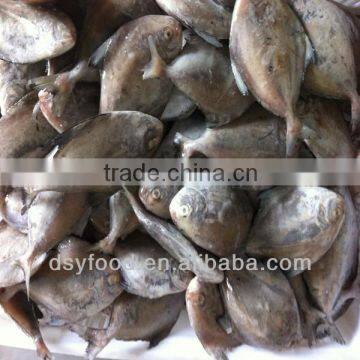 IQF whole round frozen black pomfret