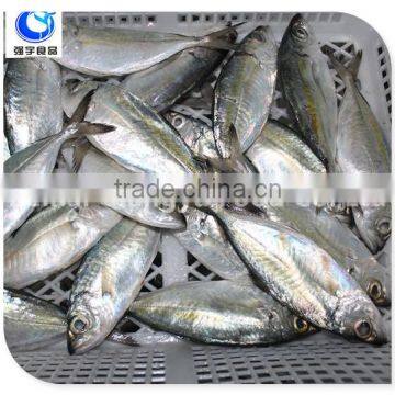 Horse Mackerel Variety And Fish Category Horse Mackerel photo-4