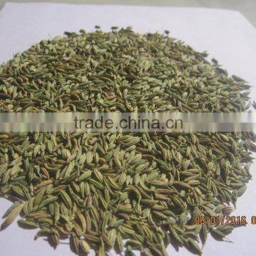 Fennel Seeds