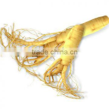 Ginseng Extract - Ginsenoside 4%-80%