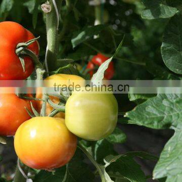 Red Color Fresh Tomato From Turkey photo-2