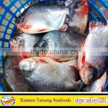 Chinese Plant Supply Red Pomfret for Africa