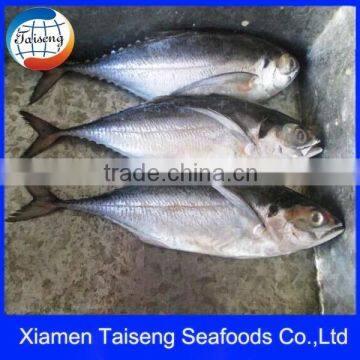 Fish Mackerel Hard Tail Mackerel for Sale