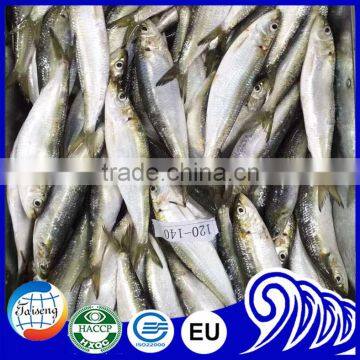 2016 On Sale Best Price Frozen Sardines