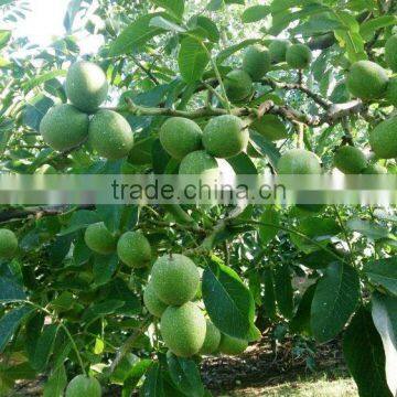 Walnut Saplings Available... photo-3