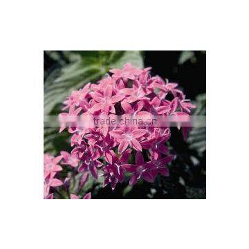 Pentas lanceolata lilac (Pentas Lilac)