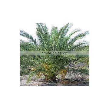 Phoenix dactylifera (Date Palm, Edible Date Palm)