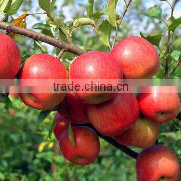 High Quality Chinese Red Star Apple Best Price Red Star Apples Sweet and Fresh Red Star Apples photo-3