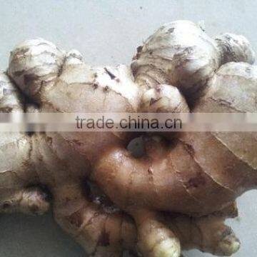 Fresh Ginger 60g-80g-100g-150g-200g up