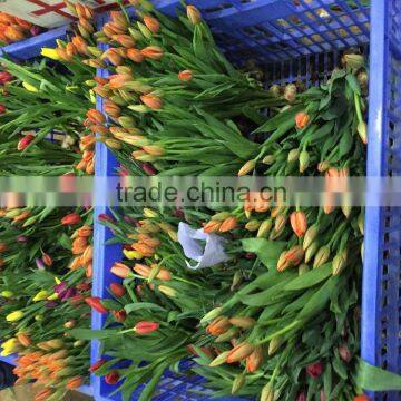 Fresh Cut Multicolor Tulips Flowers photo-5