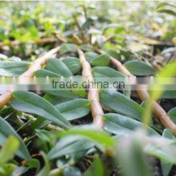 Dendrobium Seedling