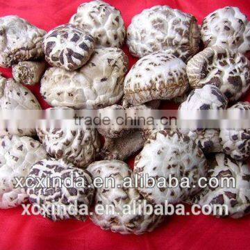 2015 new dried flower mushroom for export