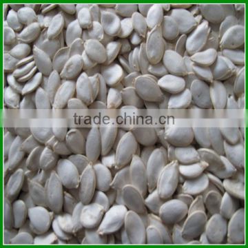 2015 New Crop Snow White Pumpkin Seeds with Best Quality Hot Sale