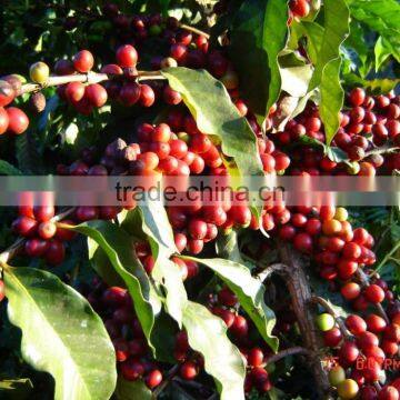 Agglomerated Coffee photo-2