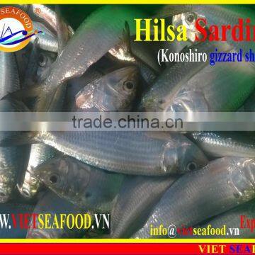 FROZEN HILSA SARDINE WHOLE ROUND photo-4