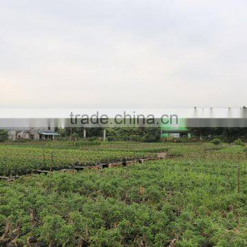 Pepper Tree Indoor Bonsai Export Wholesale photo-3