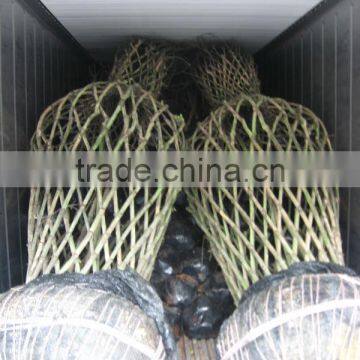 Lagerstroemia Indica Tree Small Chinese Letter Gourd and Bottle Shape Plants photo-6