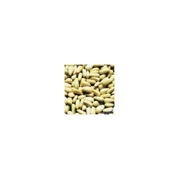 Sell Pine Nut Kernel