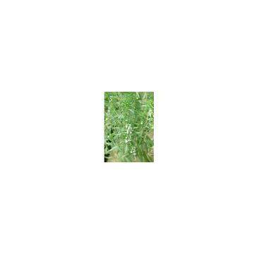 Thyme Extract Powder sweetyhuir(at)hotmail(dot)com
