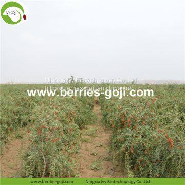 Factory Wholesale Dried Goji photo-3