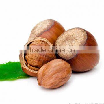 hazelnut 13-15 mm size