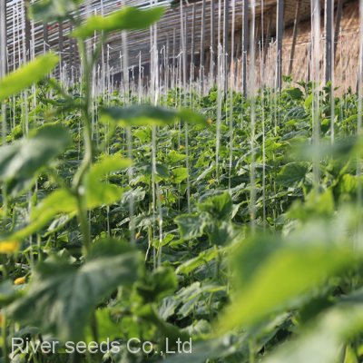 100pcs Holland Sale Hybrid f1 Cucumber Seeds White Green Diva Pueudo Cucumber Seeds for Planting photo-2