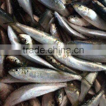 Frozen Sardine Fish photo-2