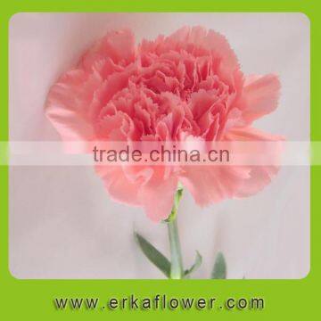 Wide Varieties Good Smell Carnation Bouquet for Wedding Bride photo-4