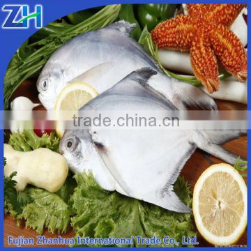 Frozen silver pomfret fish in market