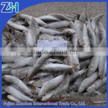 Frozen sardines fish different type best canned sardines