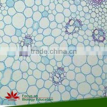 Microscope Plant Slides ,Corn Prepared Slides, ON SALE Prepared Slides photo-5