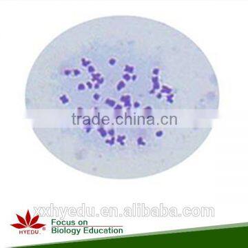 Human Chromosome Microscope Prepared Slides , Male and Female Chromosome Prepared Slide photo-4