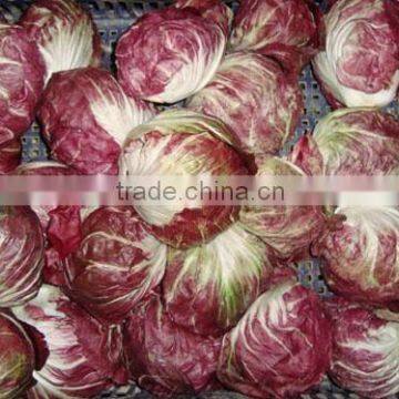 Radicchio photo-2