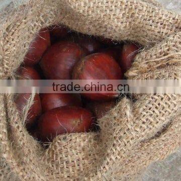 fresh chestnut for importers