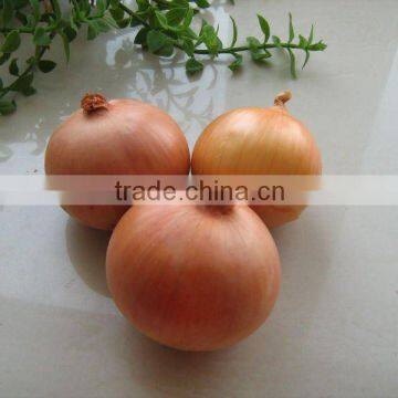 fresh yellow onion in carton/mesh bag