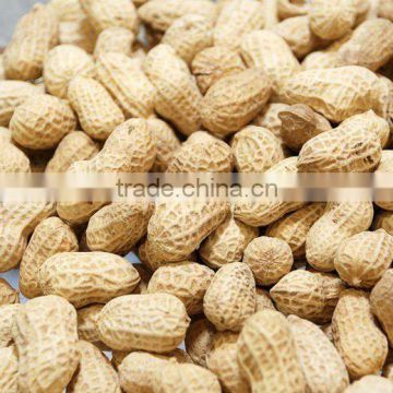 bulk good quality peanut in shell