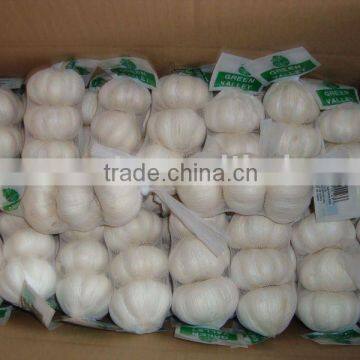 chinese Normal white garlic 6.0cm