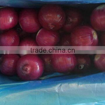 Hot sale peeled onion to export