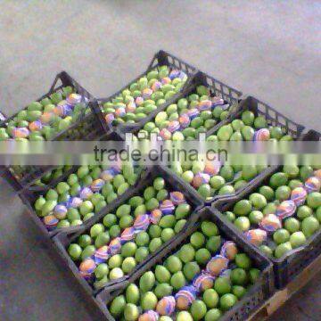Fresh Lemon ( Adalia - Verna - Lime )