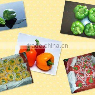 FRESH YELLOW PEPPER(export standard)