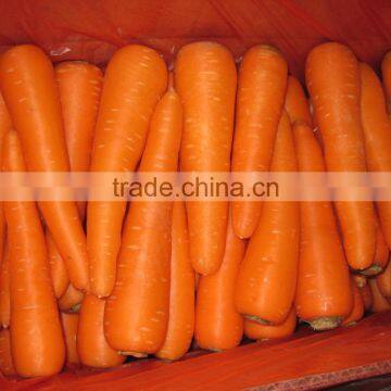 Fresh Carrot photo-3