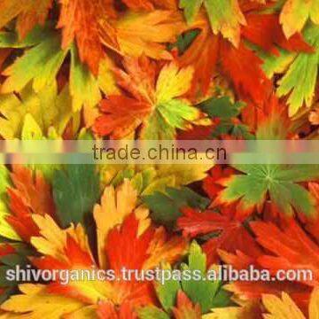 Chamapaca Red Absolute Oil photo-3