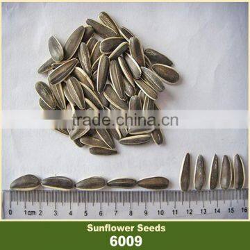 High Quality Sunflower Seeds 6009 Ton Price