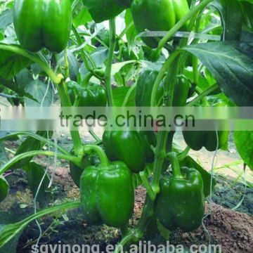 Pepper seeds sweet pepper seeds blocky pepper seeds Tomas F1