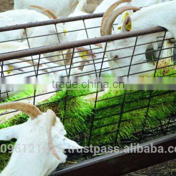 StarMax Hydroponic Systems / Hydroponic Growing Systems / Barley Fodder photo-3