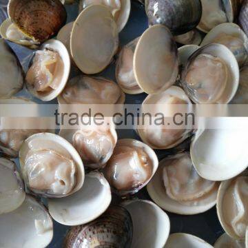New Produce Frozen Hard Clam With Shell in Good Quality photo-4
