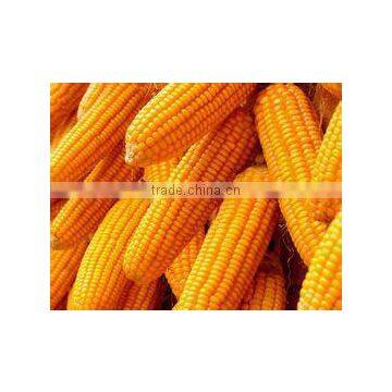 Corn Peptide -- keep healther