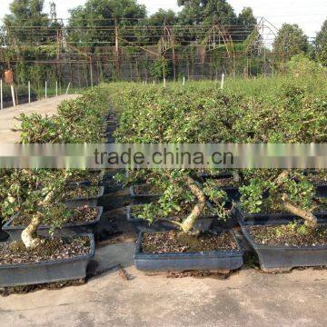 Carmona Microphylla Bosnai Export photo-5